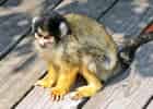 ボリビアリスザルの写真 14